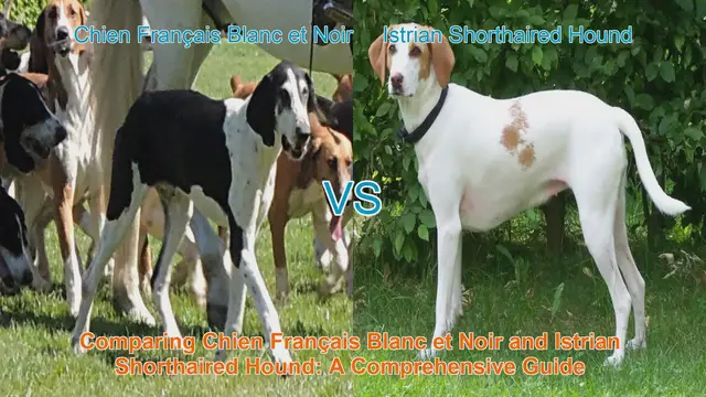 Video thumbnail for Comparing Chien Français Blanc et Noir and Istrian Shorthaired Hound: A Comprehensive Guide