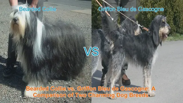 Video thumbnail for Bearded Collie vs. Griffon Bleu de Gascogne: A Comparison of Two Charming Dog Breeds
