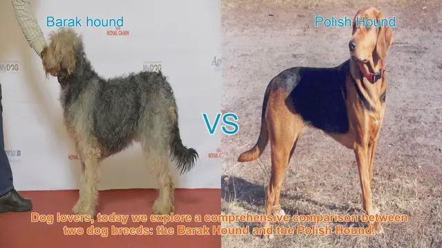 Video thumbnail for Barak Hound vs. Polish Hound: A Comprehensive Comparison