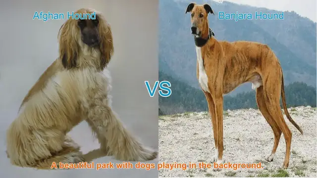 Video thumbnail for Exploring Afghan Hound and Banjara Hound: A Comparative Guide