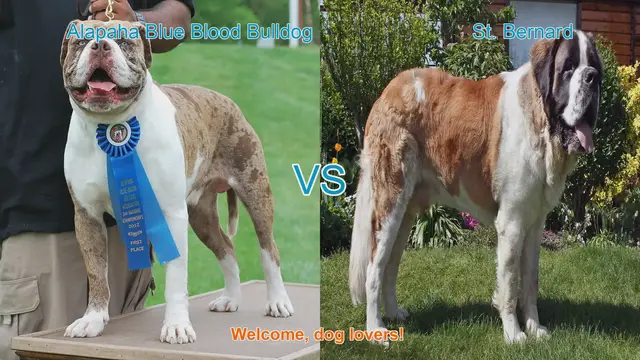 Video thumbnail for Alapaha Blue Blood Bulldog VS St. Bernard