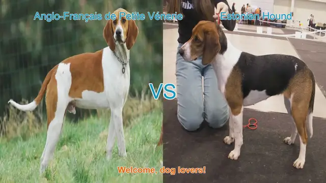 Video thumbnail for Dog Breed Comparison: Anglo-Français de Petite Vénerie vs. Estonian Hound