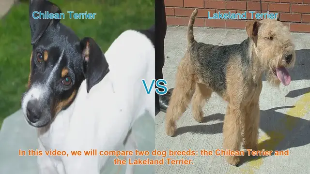 Video thumbnail for Chilean Terrier vs. Lakeland Terrier: A Comprehensive Comparison