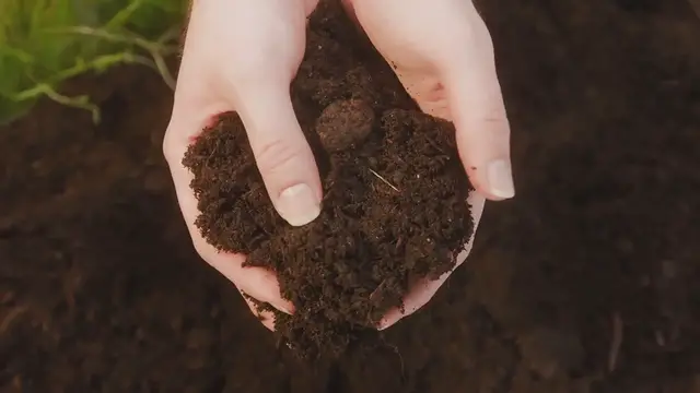 Video thumbnail for Indoor gardening tips for beginners
