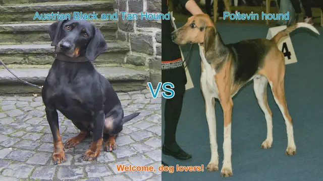 Video thumbnail for Austrian Black and Tan Hound vs. Poitevin Hound: A Comprehensive Comparison