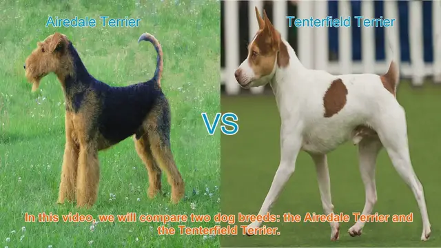 Video thumbnail for Airedale Terrier vs. Tenterfield Terrier: Breed Comparison Guide
