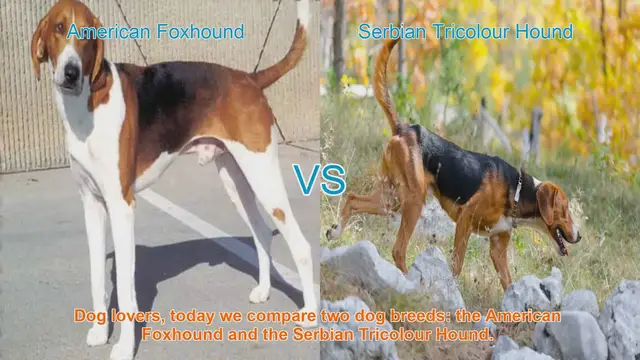 Video thumbnail for American Foxhound vs. Serbian Tricolour Hound: A Breed Comparison