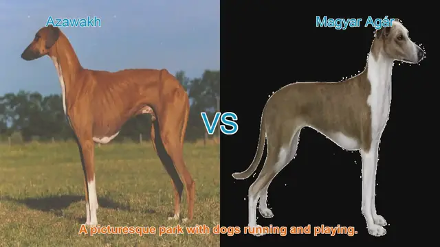 Video thumbnail for Azawakh vs. Magyar Agár: A Comprehensive Breed Comparison