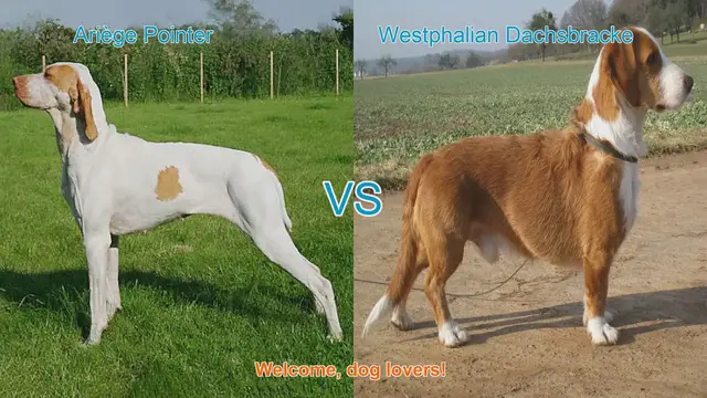 Video thumbnail for Ariège Pointer vs. Westphalian Dachsbracke: A Comprehensive Comparison