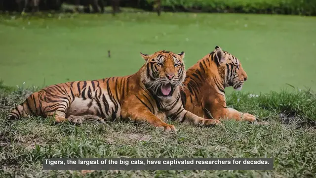 Video thumbnail for Top 10 Scientific Journals for Tiger Research