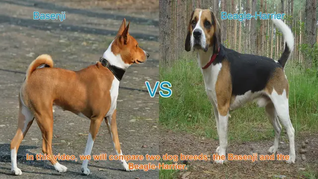 Video thumbnail for Basenji vs. Beagle-Harrier: A Comparison of Two Dog Breeds