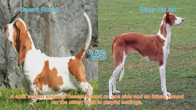 Video thumbnail for Basset Hound vs. Ibizan Hound: A Comprehensive Comparison