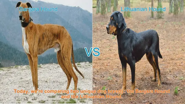 Video thumbnail for Comparing Banjara Hound and Lithuanian Hound: A Comprehensive Guide