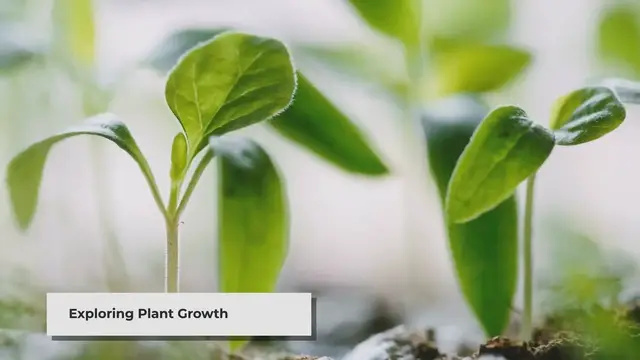 Video thumbnail for How a Tiny Seed Grows into a Big, Beautiful Plant