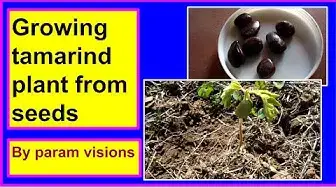Video thumbnail for Growing tamarind plant from seeds / How to germinate tamarind plant from seeds