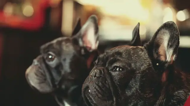 'Video thumbnail for Facts about French Bulldogs'