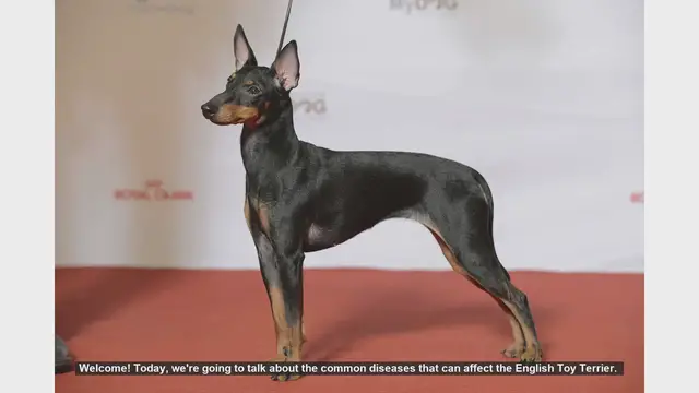 Video thumbnail for Common Health Issues in English Toy Terriers: What You Need to Know