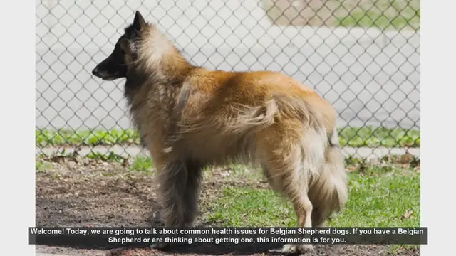 Video thumbnail for Common Health Issues in Belgian Shepherd Dogs: What You Need to Know
