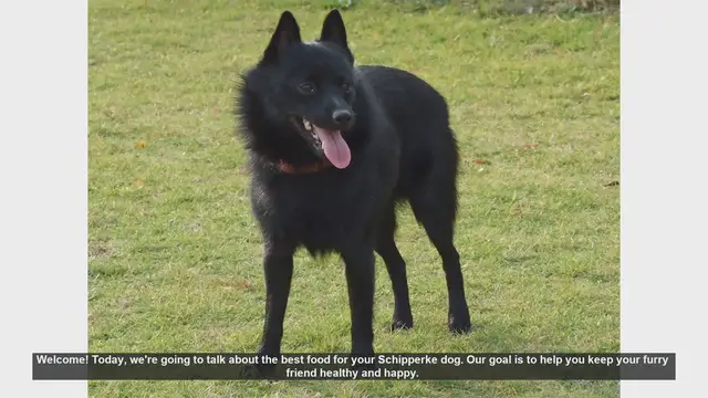 Video thumbnail for Best Food for Your Schipperke: Tips for a Healthy and Happy Dog