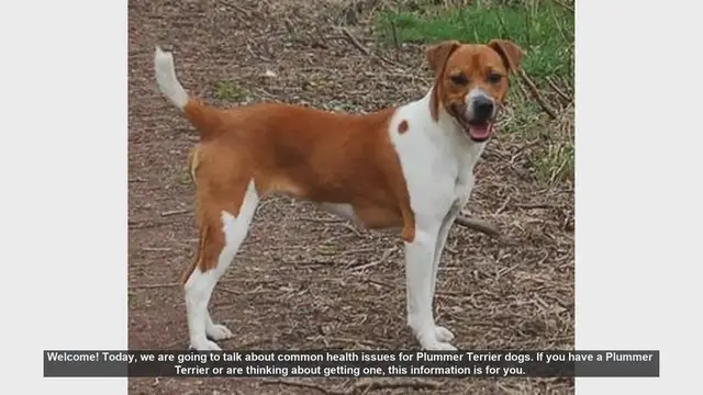 Video thumbnail for Common Health Issues in Plummer Terrier Dogs: What You Need to Know
