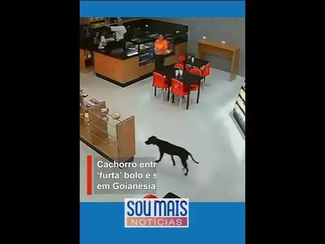 Video thumbnail for Cachorro entra em padaria e sai de fininho após ‘furtar’ bolo em Goiás