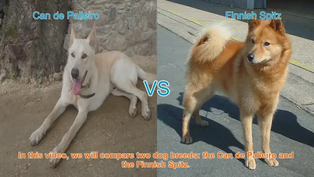 Video thumbnail for Comparing Can de Palleiro and Finnish Spitz: Origins, Characteristics, and Temperament
