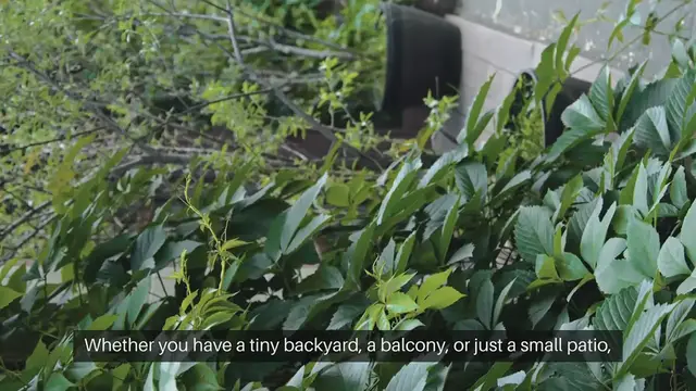 Video thumbnail for Growing Vegetables In Small Spaces