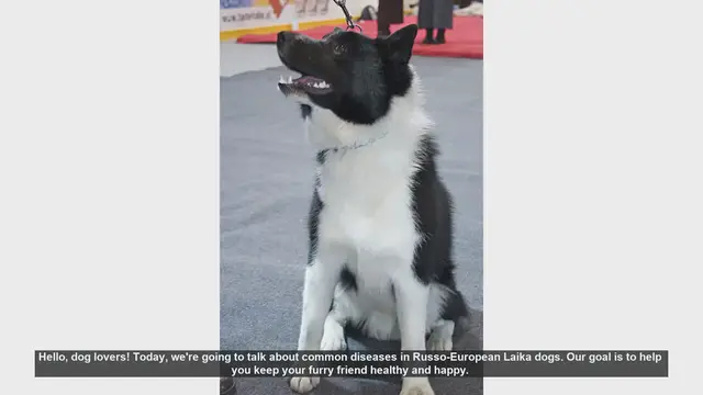 Video thumbnail for Common Health Issues in Russo-European Laika Dogs
