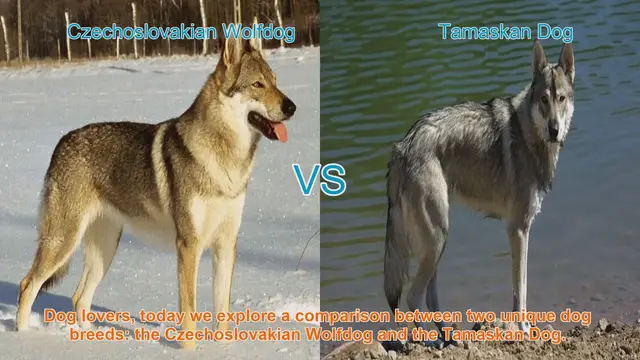 Video thumbnail for Czechoslovakian Wolfdog vs. Tamaskan Dog: A Breed Comparison