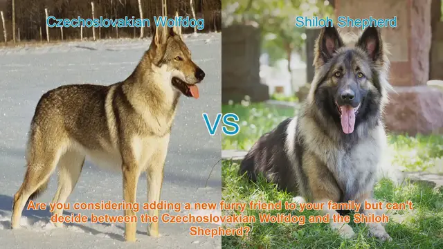 Video thumbnail for Czechoslovakian Wolfdog vs. Shiloh Shepherd: A Comprehensive Comparison