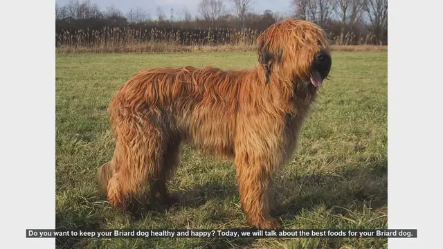 Video thumbnail for Top Foods to Keep Your Briard Dog Healthy and Happy
