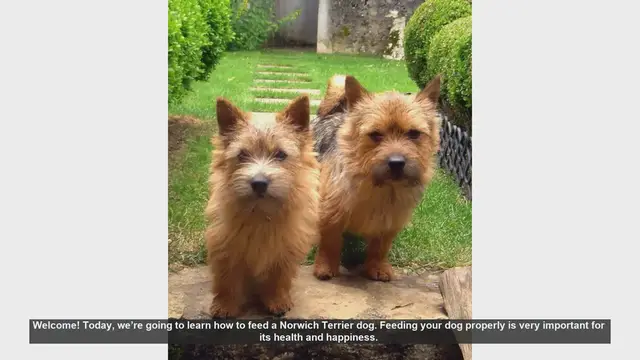 Video thumbnail for How to Properly Feed Your Norwich Terrier