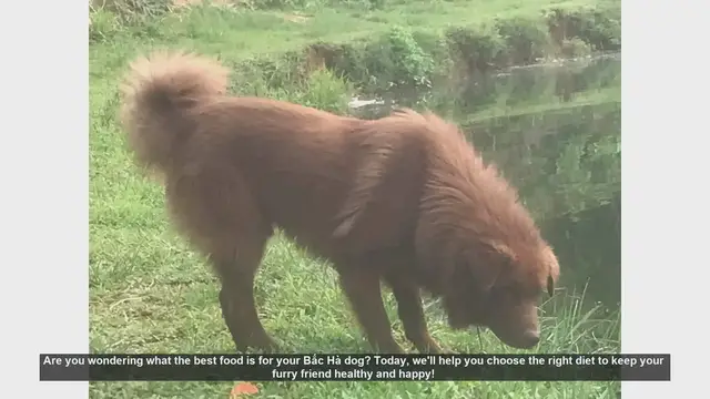 Video thumbnail for Best Diet Tips for Your Bắc Hà Dog: Keep Them Healthy and Happy!