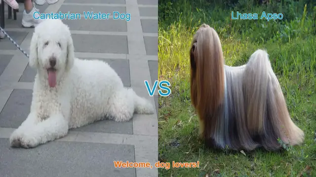 Video thumbnail for Cantabrian Water Dog vs. Lhasa Apso: A Comprehensive Comparison