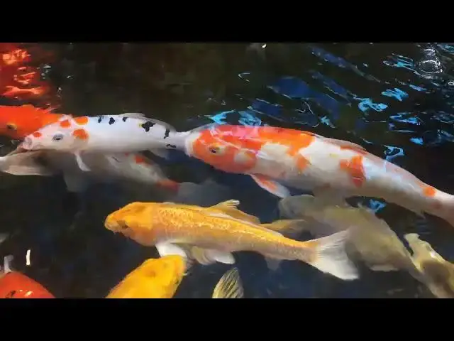 Video thumbnail for Essential Amino Acids for Koi Fish Growth: A Comprehensive Guide
