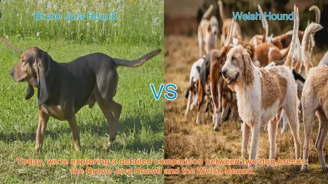 Video thumbnail for Dog Breed Comparison: Bruno Jura Hound vs. Welsh Hound