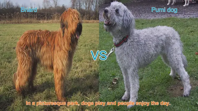 Video thumbnail for Briard vs. Pumi: A Comprehensive Comparison of Long-Haired Dog Breeds