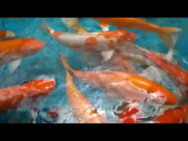 Video thumbnail for How to Treat and Prevent Cotton Wool Disease in Koi Fish