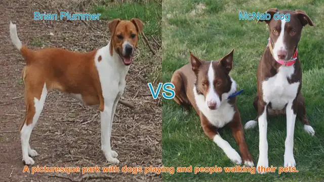 Video thumbnail for Comparing Brian Plummer Terrier and McNab Dog: Origins, Characteristics, and Temperament