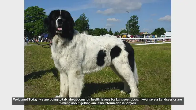Video thumbnail for Common Health Issues in Landseer Dogs: What You Need to Know