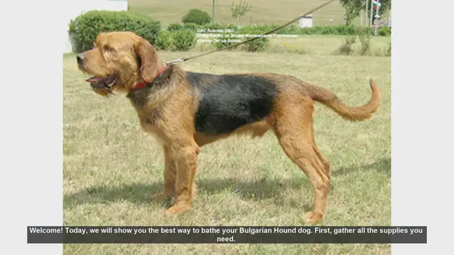 Video thumbnail for How to Bathe Your Bulgarian Hound: Step-by-Step Guide