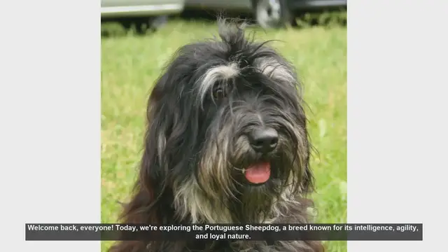 Video thumbnail for Portuguese Sheepdog: Pros and Cons of This Loyal and Energetic Breed