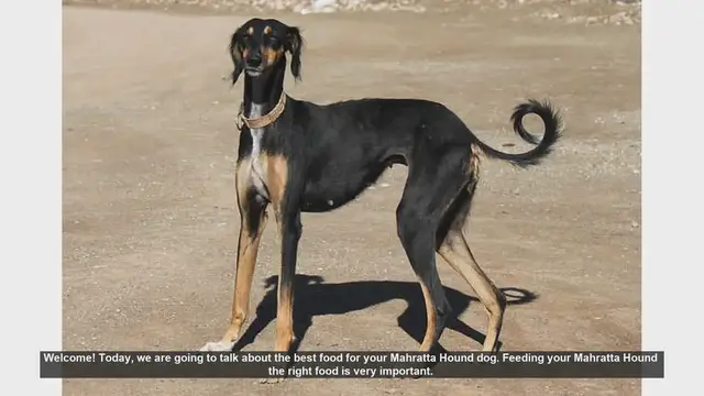 Video thumbnail for Best Food for Your Mahratta Hound: A Complete Guide