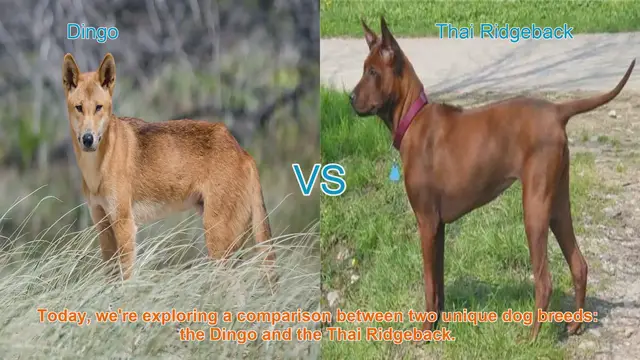 Video thumbnail for Dingo vs. Thai Ridgeback: A Unique Dog Breed Comparison