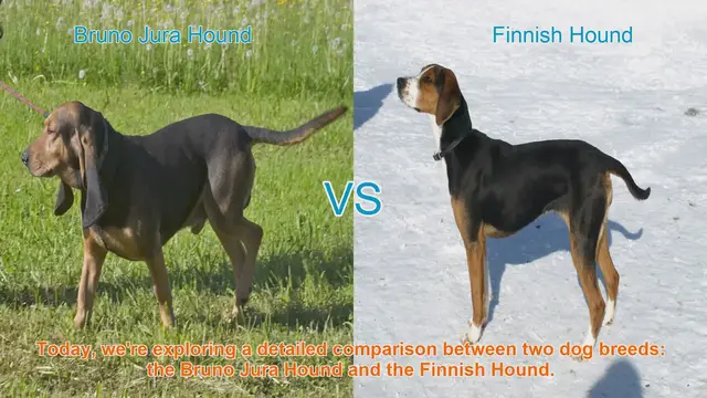 Video thumbnail for Dog Breed Comparison: Bruno Jura Hound vs. Finnish Hound