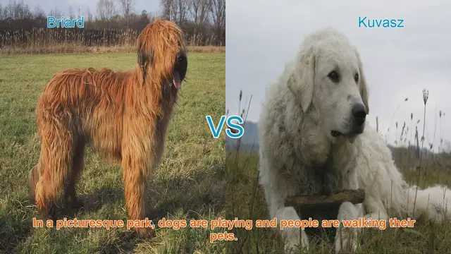 Video thumbnail for Briard vs. Kuvasz: A Comparison of Two Distinct Dog Breeds