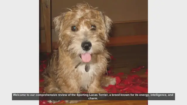 Video thumbnail for Sporting Lucas Terrier: Pros and Cons of This Energetic Breed