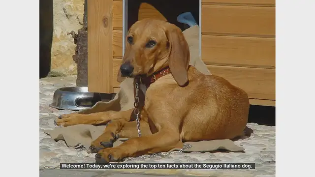 Video thumbnail for Top 10 Fascinating Facts About the Segugio Italiano Dog