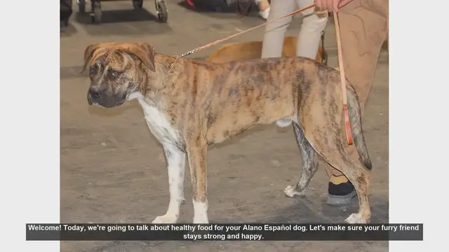 Video thumbnail for Healthy Diet Tips for Your Alano Español Dog