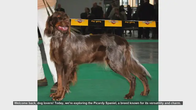 Video thumbnail for Picardy Spaniel: Pros and Cons of This Charming Breed